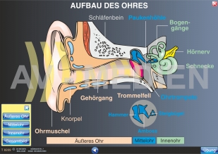 Der Aufbau des Ohres