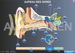 Der Aufbau des Ohres