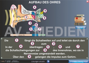 Der Aufbau des Ohres