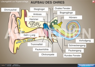 Der Aufbau des Ohres