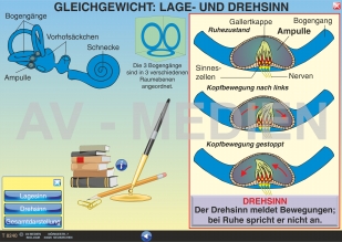 Das Innenohr