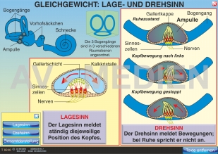 Das Innenohr