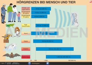 Hörgrenzen bei Mensch und Tier