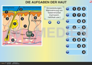 Die Haut