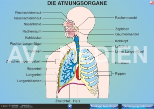 Die Atmungsorgane (Übersicht) - AV-Medien Onlineshop