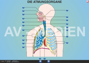 Die Atmungsorgane (Übersicht)