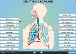 Die Atmungsorgane (Übersicht) - AV-Medien Onlineshop