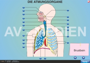 Die Atmungsorgane (Übersicht) - AV-Medien Onlineshop