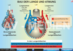 Bau der Lunge und Atmung