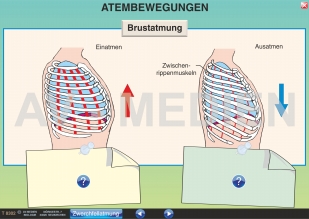 Bau der Lunge und Atmung