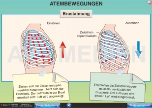 Bau der Lunge und Atmung