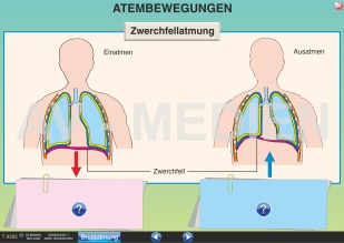 Bau der Lunge und Atmung