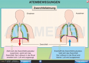 Bau der Lunge und Atmung