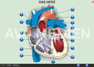 Das Herz - Bau und Arbeitsweise