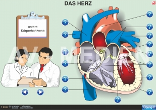 Das Herz - Bau und Arbeitsweise