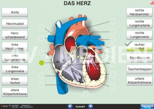 Das Herz - Bau und Arbeitsweise