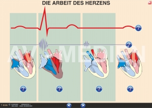 Das Herz - Bau und Arbeitsweise