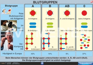 Blutgruppen - Blutübertragung - Rhesusfaktor