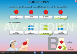 Blutgruppen - Blutübertragung - Rhesusfaktor