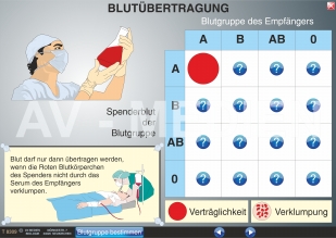 Blutgruppen - Blutübertragung - Rhesusfaktor