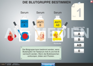 Blutgruppen - Blutübertragung - Rhesusfaktor