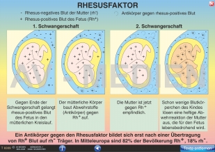 Blutgruppen - Blutübertragung - Rhesusfaktor