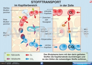 Stofftransport Im Kapillarbereich Und In Der Zelle - AV-Medien Onlineshop