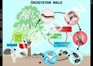 Ökosystem Wald