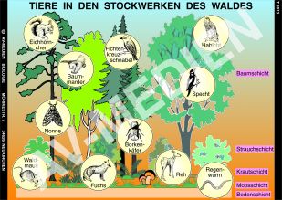 Tiere in den Stockwerken des Waldes