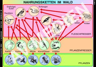 Nahrungsketten im Wald