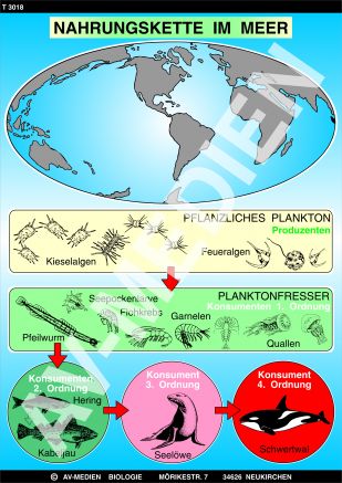 Nahrungskette im Meer