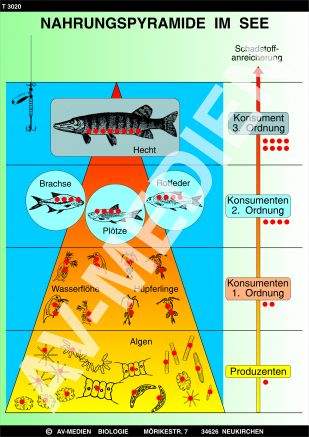 Nahrungspyramide im See