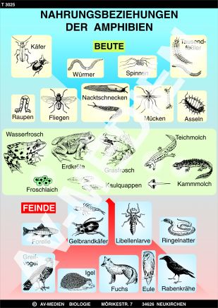 Nahrungsbeziehungen der Amphibien