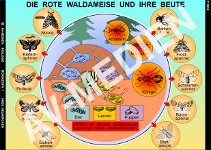 Die rote Waldameise und ihre Beute