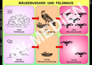 Biologisches Gleichgewicht: Mäusebussard und Feldmaus