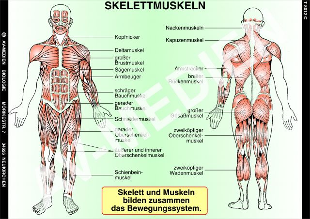 Skelett und Muskulatur - AV-Medien Onlineshop