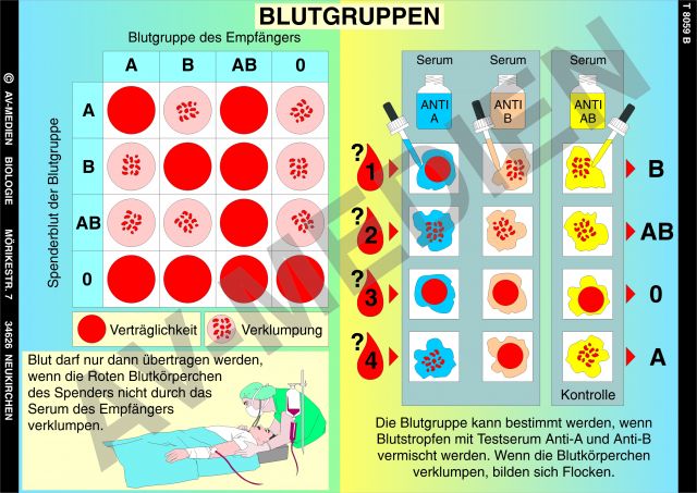 Blutgruppen, Rhesusfaktor, Blutübertragung - AV-Medien Onlineshop