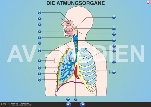 Die Atmungsorgane (Übersicht) - AV-Medien Onlineshop