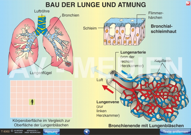 Bau der Lunge und Atmung - AV-Medien Onlineshop