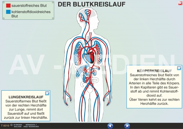 Der Blutkreislauf - AV-Medien Onlineshop