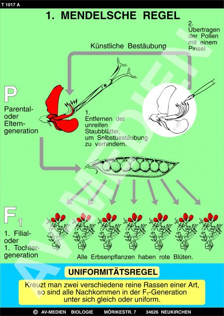  1  Mendelsche  Regel  Uniformit tsgesetz AV Medien Onlineshop