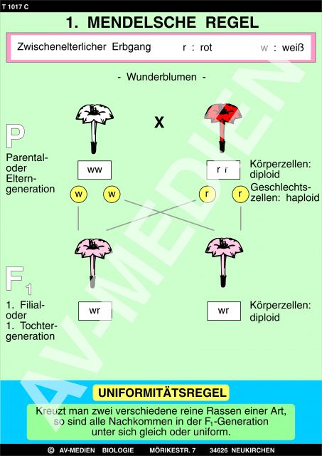  1  Mendelsche  Regel  Uniformit tsgesetz AV Medien Onlineshop