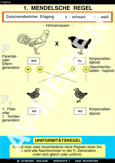  1  Mendelsche  Regel  Uniformit tsgesetz AV Medien Onlineshop